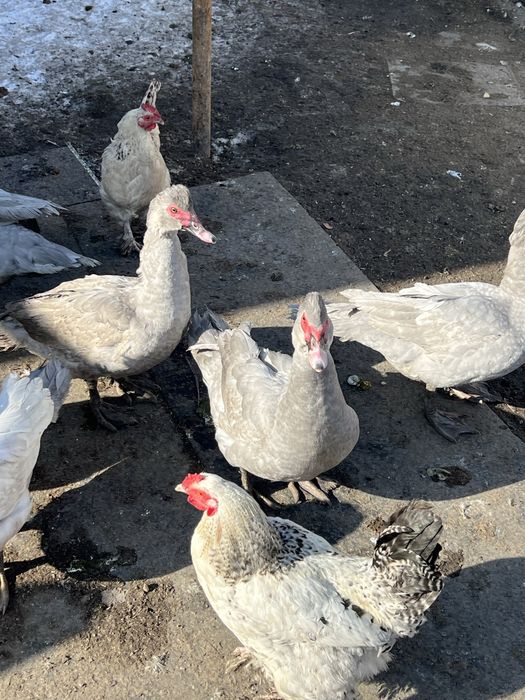 Селезни лаванда