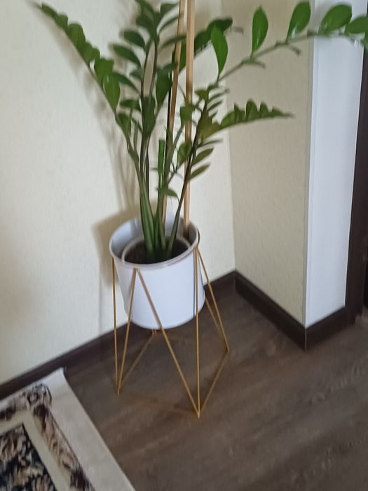 замиокулькас (долларовое дерево)