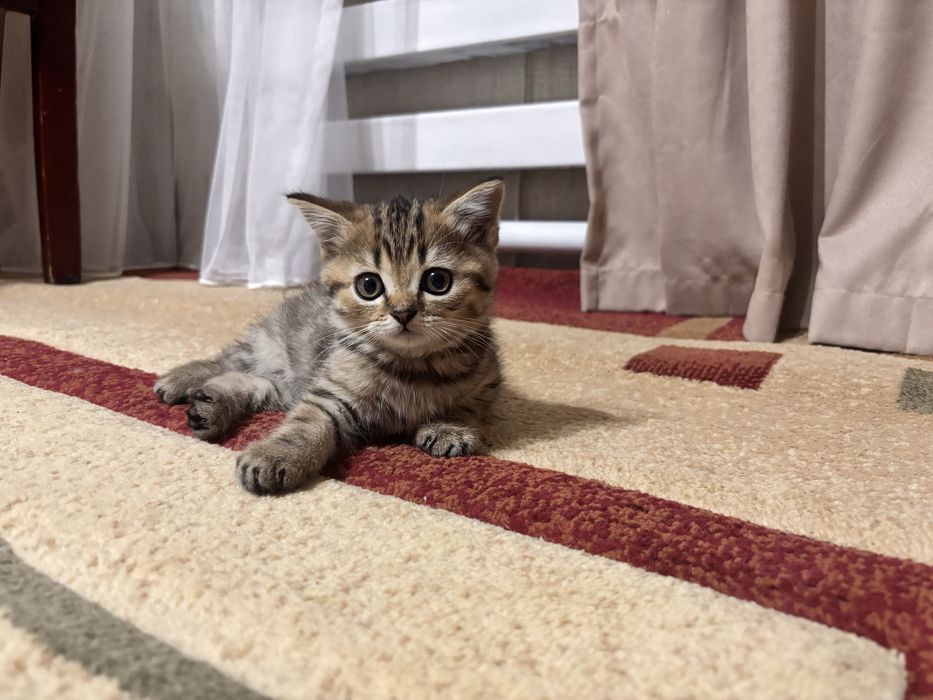 Продам котят     .