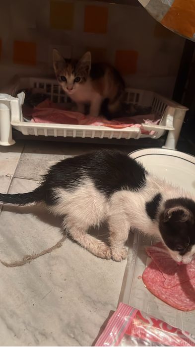 pisicute spre adoptie