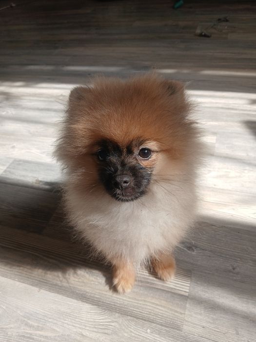 Продам шпиц щенок