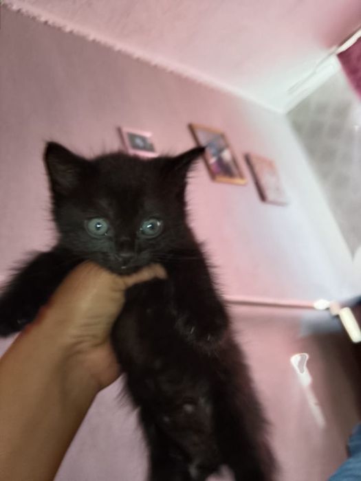 Отдам котят в добрые руки.