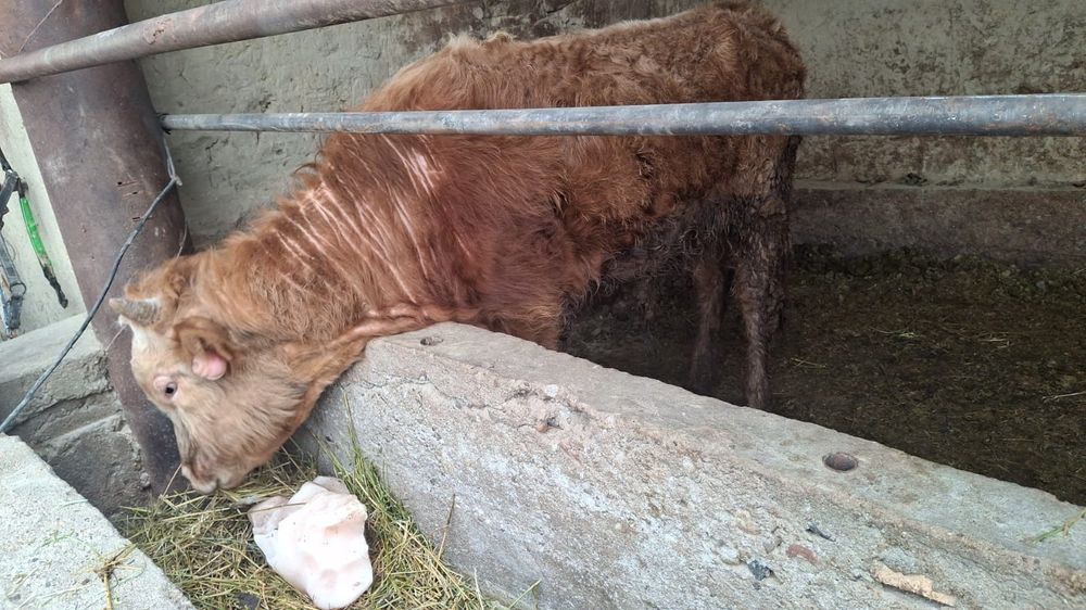 Бука (Бычок) откормда 1 жас 2 ай семиз.