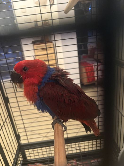 Papagal eclectus, femela 2026