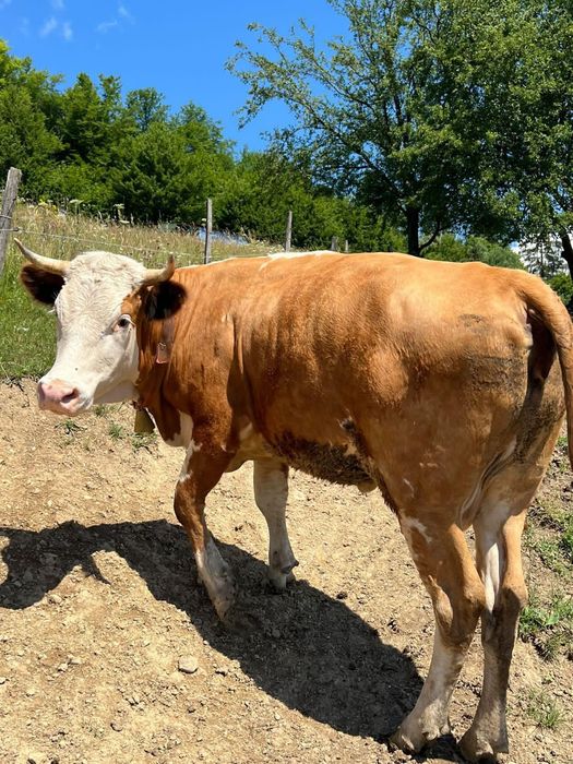 De vânzare juninca de 2 ani