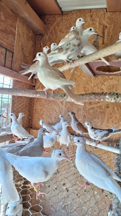 Turturele Râzătoare ... Cucuruzi