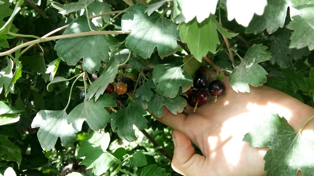 Смородина сортовая "Черная жемчужина".