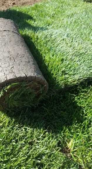 Gazon Rulou Sport premium