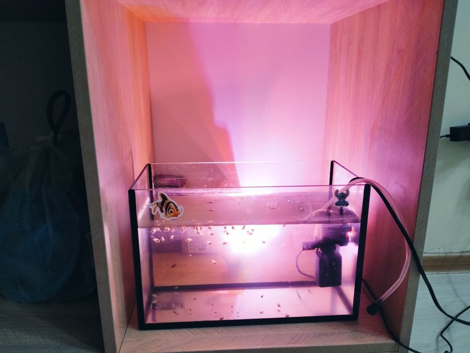 Аквариум с рыбками