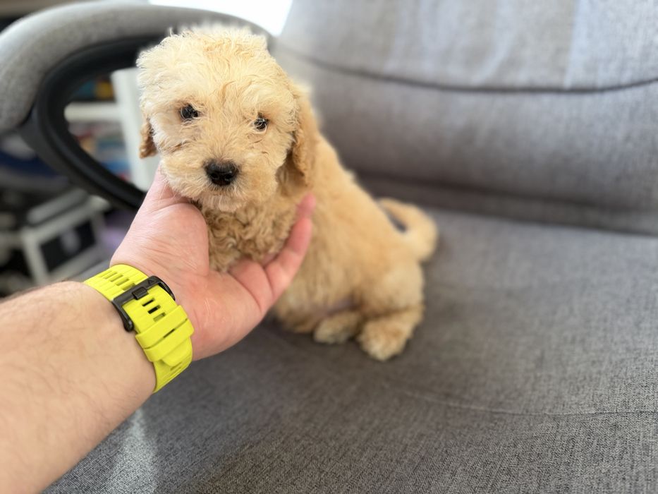 Мини пудели актулано от 13.1.2026