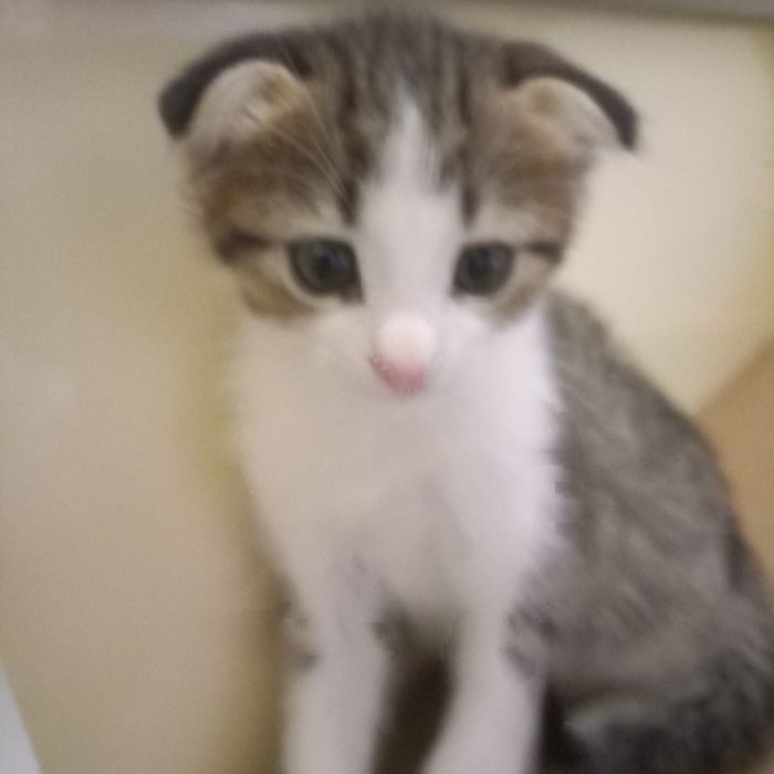 Вислоухий котёнок мальчик 1,5мес