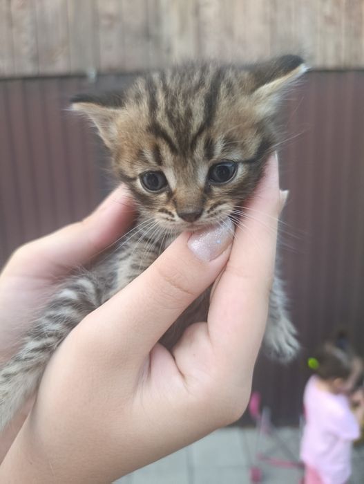 Продам котят британцев
