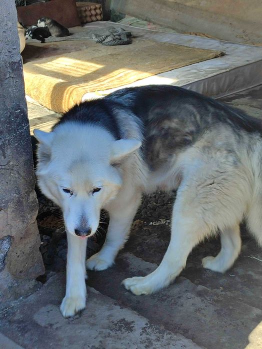 Маламут щенки чистокровные