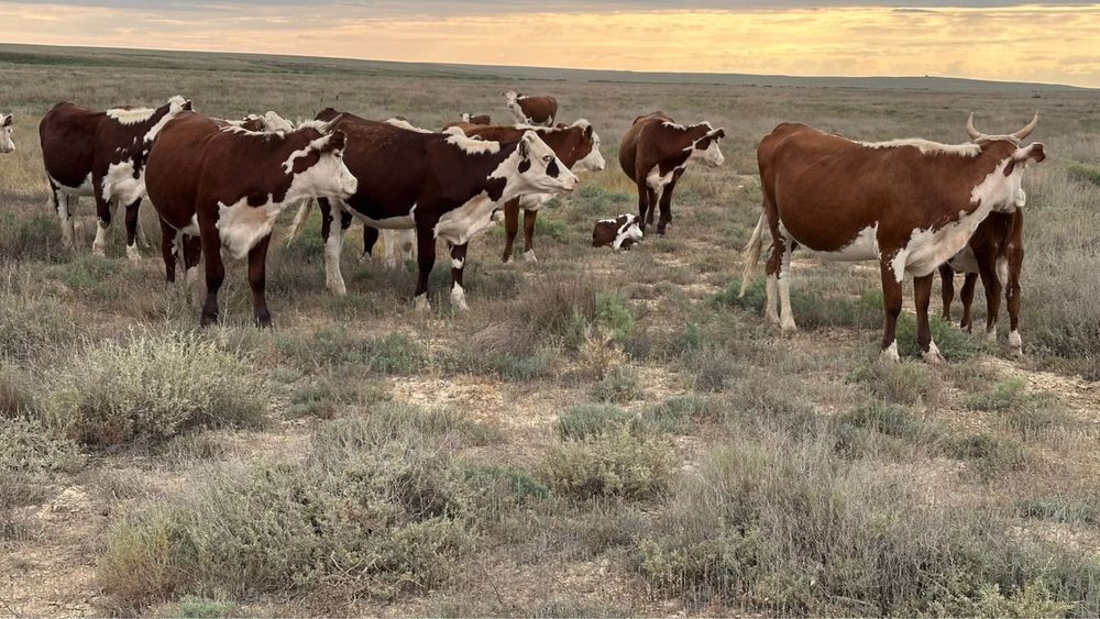 Баспақ сатылады 30бас ұрғашы