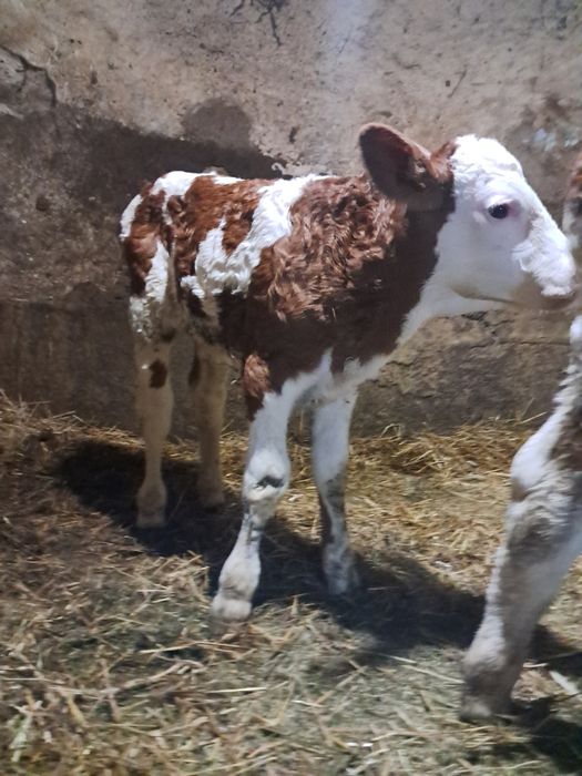Viței de vânzarea