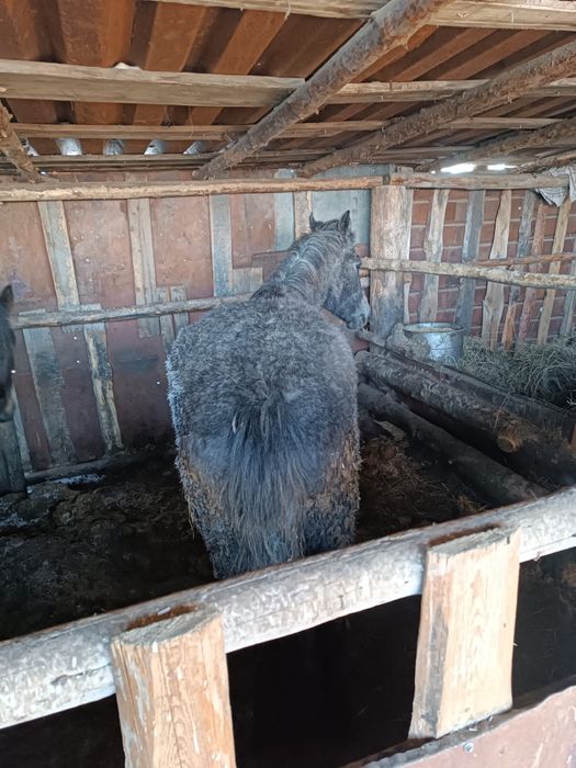 Продам 2 тая на откорме