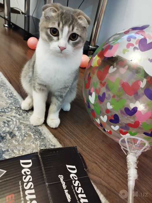 Скоттиш фолд киз