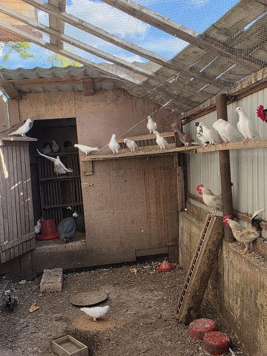 Vând porumbei albi și o familie de fazani