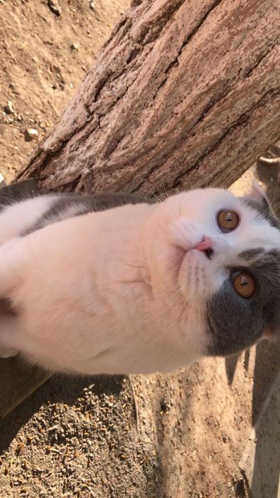 Срочно пропала кошка