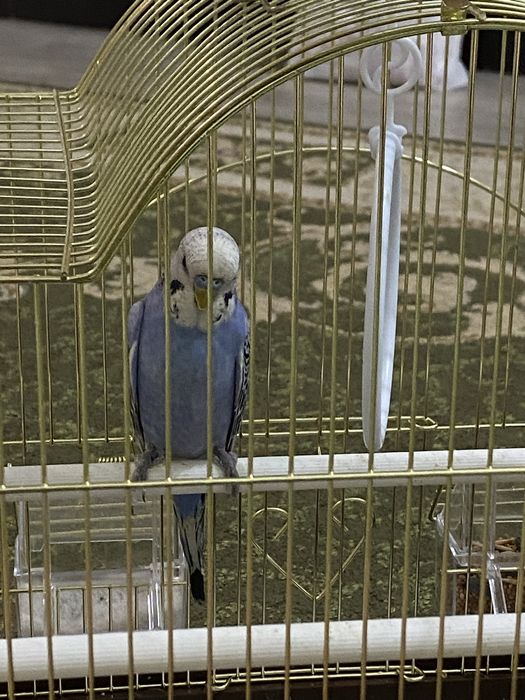 Budgerigar (қазақша: толқынды тотықұс)..