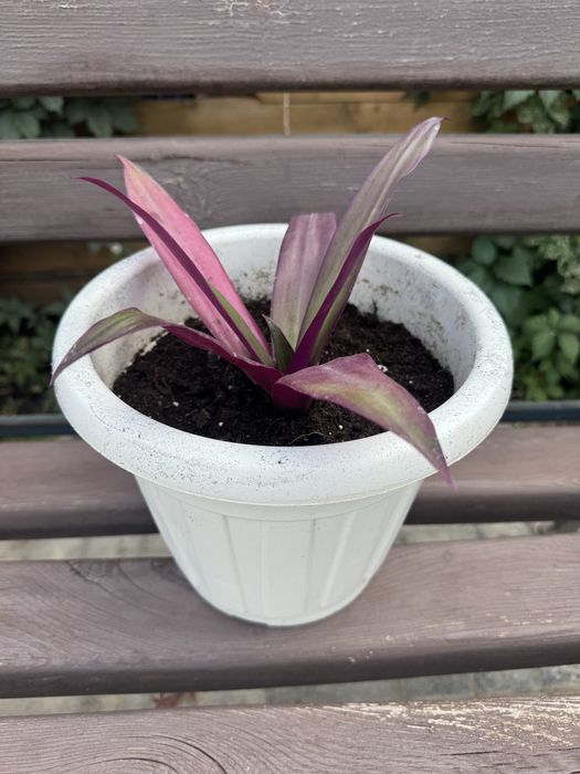 Цветы для офиса и дома.