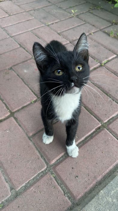 Отдам котенка в добрые руки