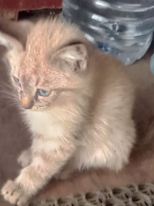 Одам котят в добрые руки,срочно