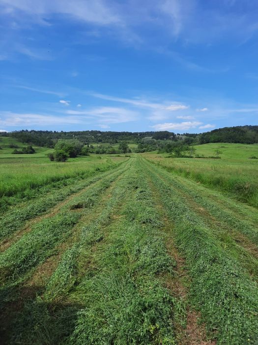 Vind baloti lucerna.