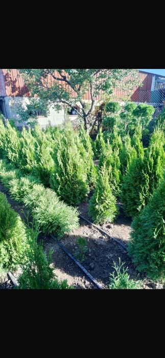 продажа хвойных растений