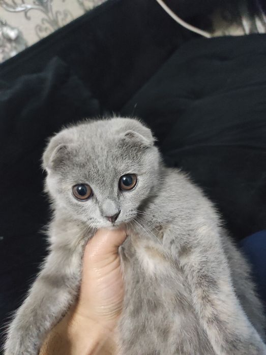 Scottish fold очень активная