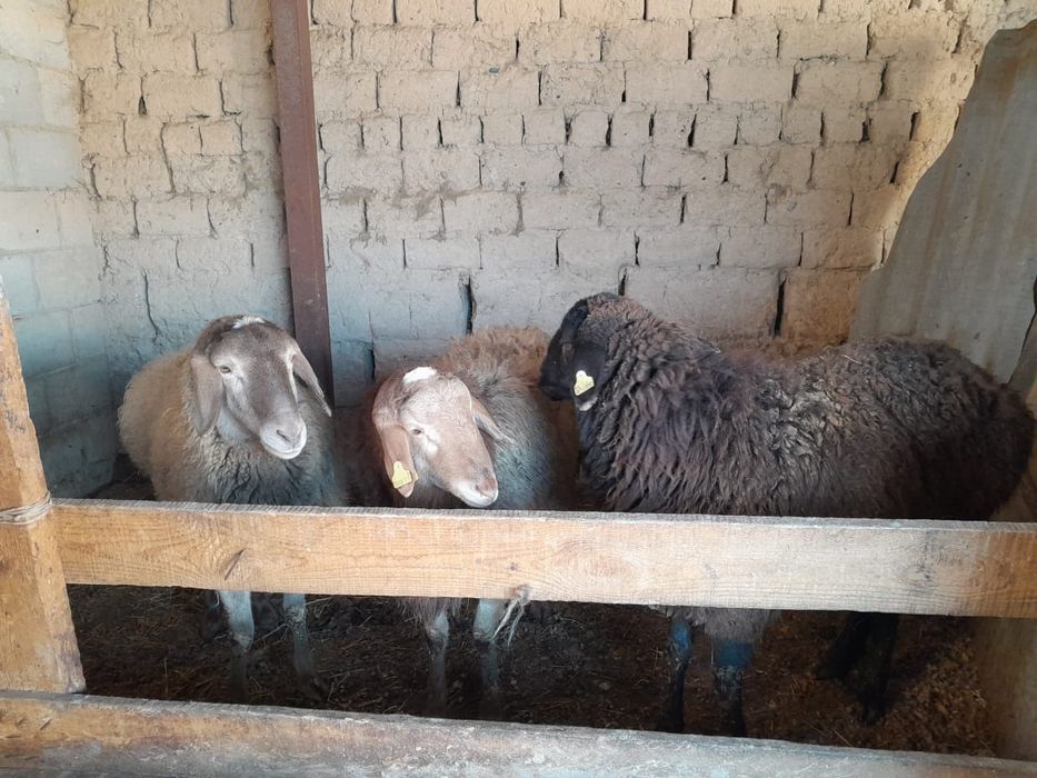 бордақы қойлар сатылады