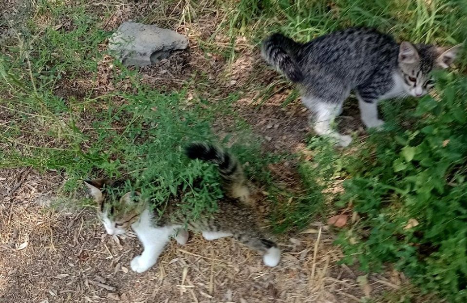 Котята,мальчики,девочки