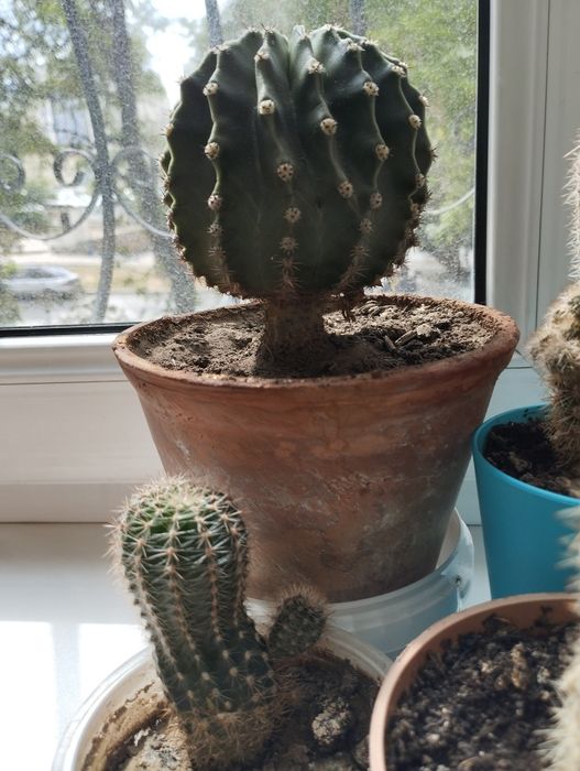 Семейство кактусов