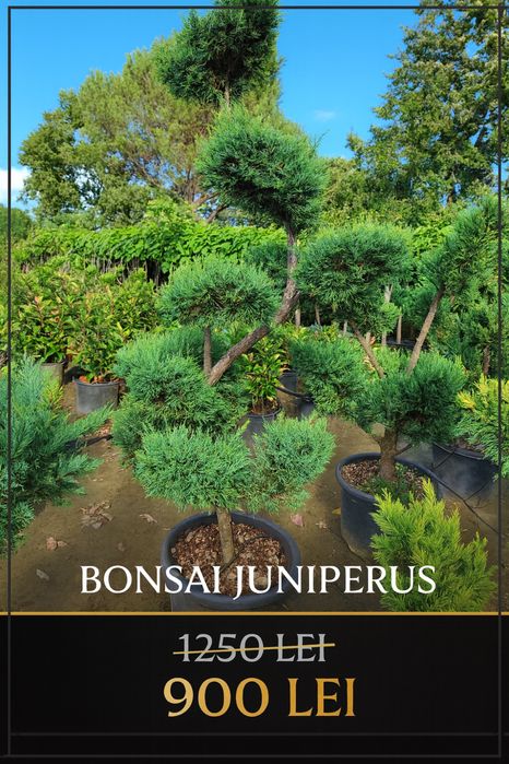 Plante pentru gard viu – Photinia, Prunus, Leylandii, Bonsai