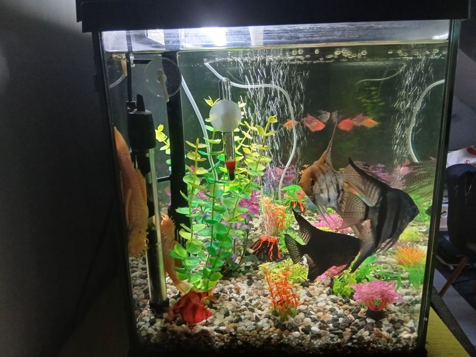 Acvariu 120 l echipat