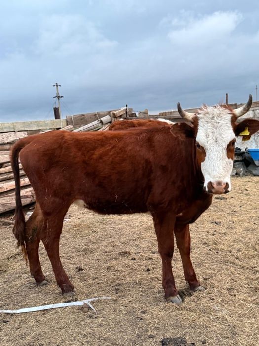 Қашарлар сатылады