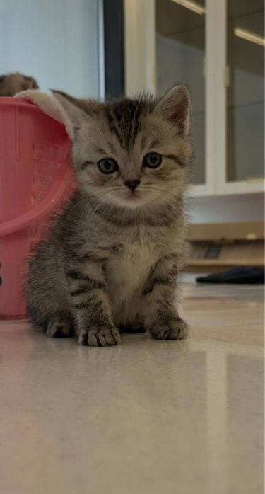 Продам породистых котят