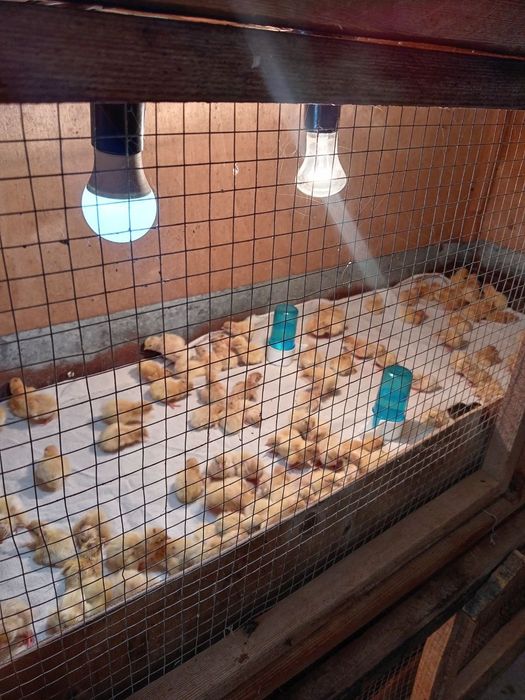 Бедана Жужалари.