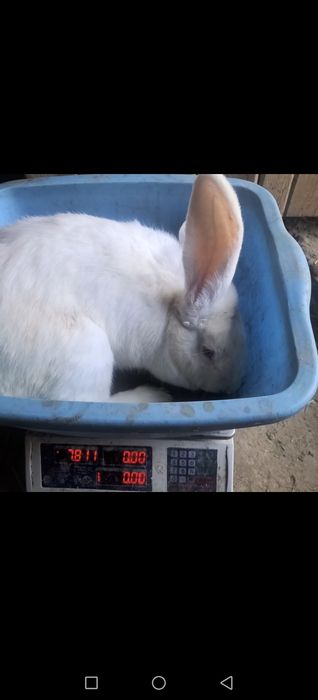 Velikan quyon bollari sotiladi 45kunligi 300mingdan