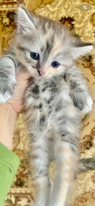 отдам котят в хорошие руки