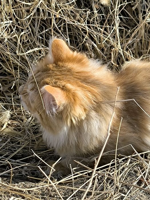 Котенок девочка 4 месяца