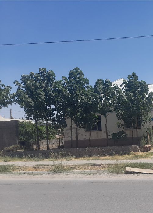 Павловния кошеттеры бар