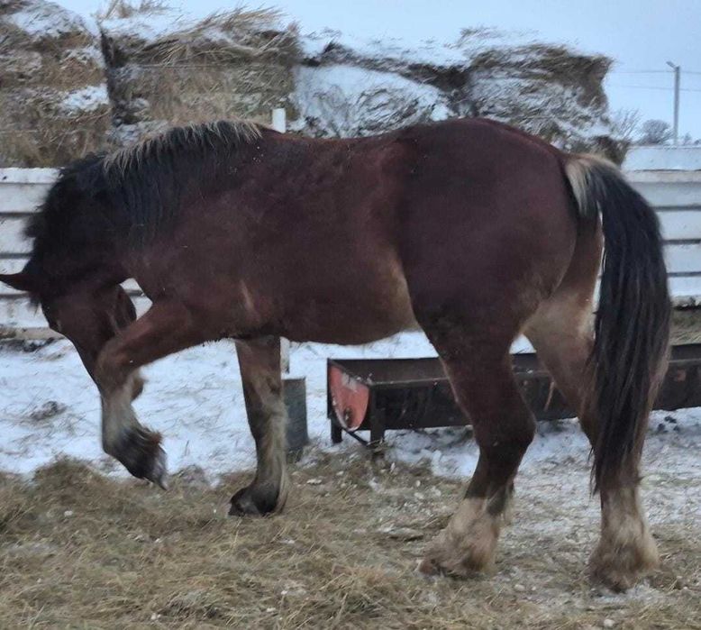 Продам тяжеловозов