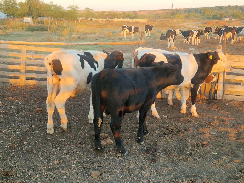 4 taurasi de vanzare