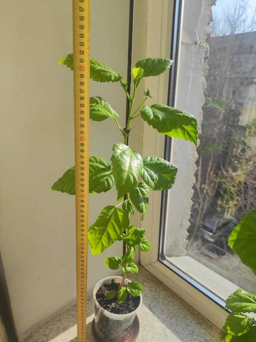 Гибискус (китайская роза)