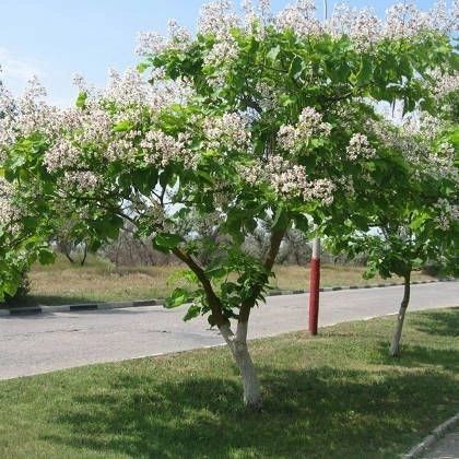 Manzarali daraxtlar katalpa