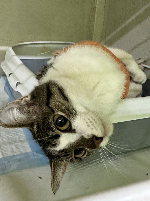 Кошечка Мисси тщет жом