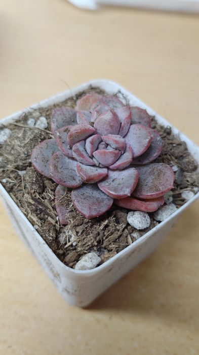 Суккулент эхеверия