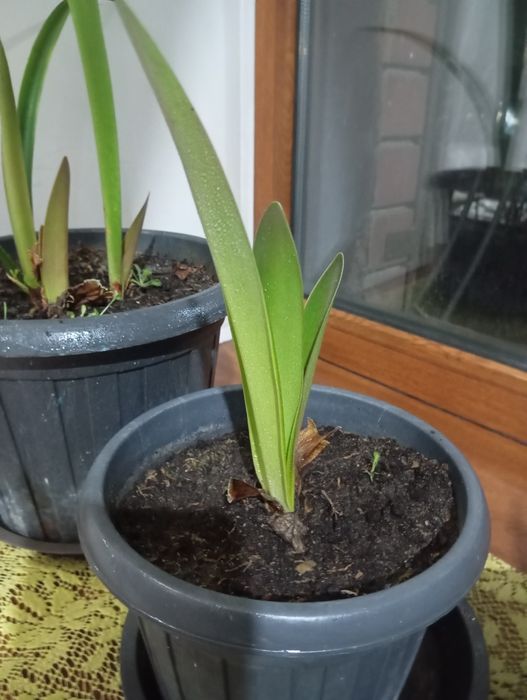 Комнатные цветы в продаже