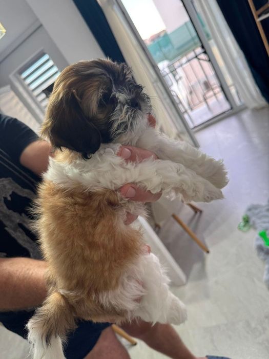 Shih-tzu,fetita,model deosebit, vaccinata și deparazitația la zi !